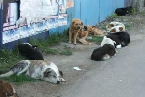 Asociaţia FreeLife a capturat zeci de câini fără stăpân de pe străzile municipiului Satu Mare