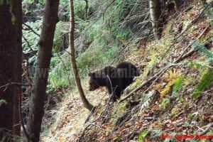 Bărbat atacat de urs, la Moroeni