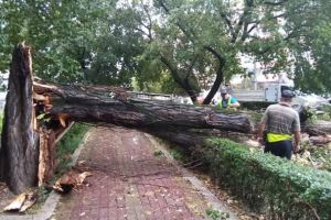 Arbore doborât de furtună în Parcul Mitropoliei