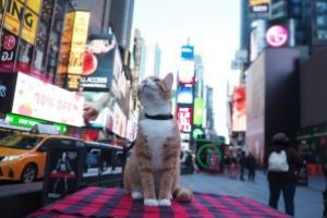 New York a devenit primul stat american care a interzis practica extirparii ghearelor pisicilor