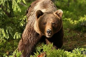 140 de urşi ar urma să fie împuşcaţi, în România. Ministrul Mediului anunţă amenzi pentru cei care hrănesc urşii