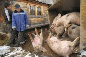 Un nou focar de pestă porcină africană într-o localitate din judeţul Botoşani. Doi porci domestici au murit, iar alţi opt au fost ucişi