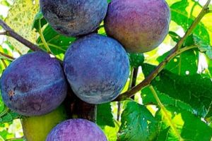 Puţine prune în Argeş, păziţi bine butoiul!