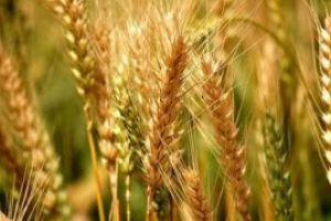 Exporturile de cereale au crescut cu 15,8% in primele patru luni din 2019