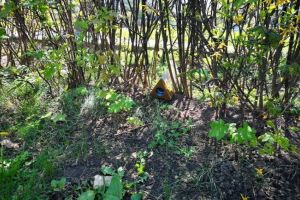 Se reiau actiunile de dezinsectie in municipiul Constanta