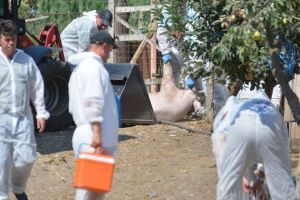 Pesta porcină nu „moare” în Bihor: au fost descoperite patru noi focare la porcii domestici