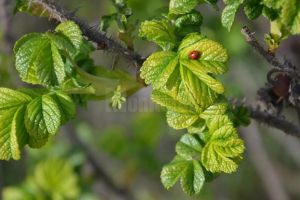 Nefiresc, firesc, suprafiresc