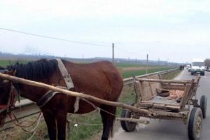 Un bărbat şi un minor i-au furat unui sătmărean calul şi căruţa. Prejudiciu de 5.000 de lei