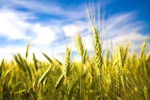 Beneficiarii care aparţin de o formă asociativă trebuie să menţină acest statut pe tot parcursul perioadei contractuale cu AFIR