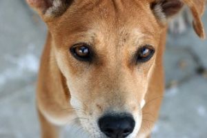 Maramures: Caine blocat intr-o teava de scurgere. Pompierii intervin