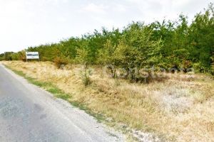 Unde vor fi amenajate perdele forestiere de-a lungul autostrazilor A2 si A4, de pe raza judetului Constanta