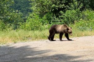 Speriat de urs, a căzut de pe motocicletă!