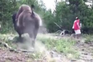 SOCANT: Momentul in care o fetita este aruncata in aer de un bizon (VIDEO)
