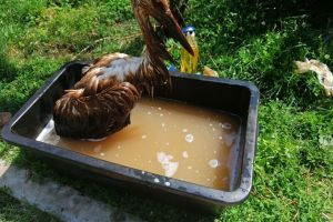 FOTO Barză îngrijită la Cristian după ce a căzut într-o groapă cu reziduuri petroliere