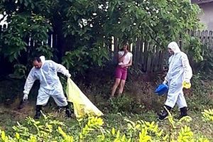 Un nou focar de pestă porcină africană într-o comună din Botoşani. „Se va institui, în cel mai scurt timp, starea de carantină”