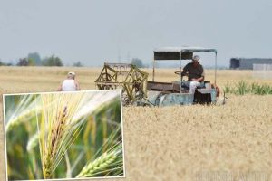 A dat boala-n grâu! Fermierii bihoreni se confruntă cu cea mai gravă infestare a grâului din ultimii 30 de ani
