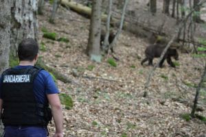 O ursoaică cu un pui din Băile Tuşnad, companioana de noapte a jandarmilor harghiteni