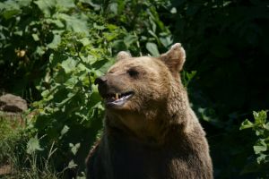 Acum! Prezenţa unui urs în Miercurea Ciuc este semnalizată prin RO-Alert