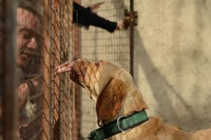 Aici îţi poţi găsi un prieten pe viaţă! Arădenii, invitaţi la Târgul de Adopţie Canină
