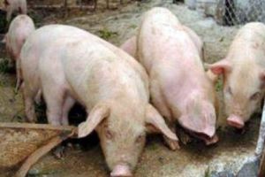 Despăgubiri pentru pesta porcină