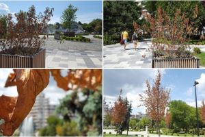 FOTO| Știrea ta: Peisaj de toamnă în mijlocul verii, la Alba Iulia. Mai mulţi copaci şi arbuşti ornamentali s-au uscat în parcul Unirii