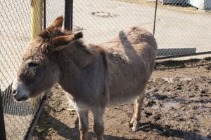 Copil de trei ani lovit de un măgar la Zoo Sibiu