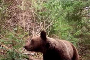 O femeie şi fiica ei, atacate de urs la Vizantea Livezi