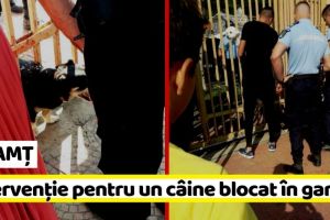 NEAMȚ: Jandarmii şi pompierii, intervenţie pentru un câine prins între gratiile unui gard (FOTO-VIDEO)