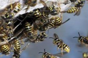 Botoşănean atacat de viespi. A fost internat de urgenţă în spital