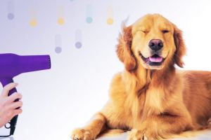 Învăţaţi secretele toaletajului canin la un nou workshop în Târgu Mureş