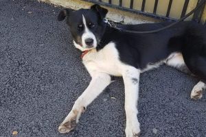 Câine pierdut în centrul Târgoviştei. Ajută cu informaţii!
