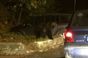 Urşii au ieşit azi-noapte la vânătoare în Zărneşti