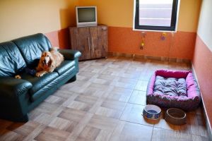 Hotelul veseliei: S-a deschis Hotel Happy Dog, primul hotel de lux din Bihor dedicat celor mai buni prieteni ai omului (FOTO)