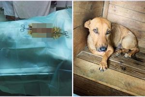 Bilanţ Free Life: Peste 1,000 de câini sterilizaţi în trei ani, la Satu Mare