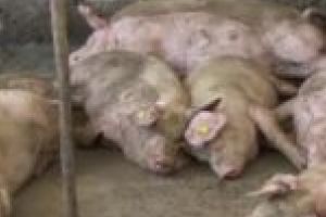 Focar de pestă porcină în judeţul Arad! În Timiş se iau deja măsuri de siguranţă