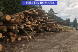 E prapad in padurile judetului: Lemn in valoare de 586.000 de lei confiscat de politisti (FOTO)
