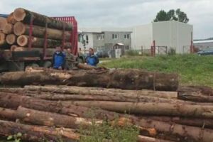 În camion se aflau şi lemne pentru soba de la ţară a şoferului?