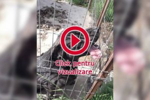 Bărbat de 43 de ani, muşcat de zeci de ori şi ucis de câinele căruia îi ducea zilnic de ...