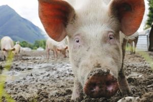 Nou focar de pestă porcină în Prahova
