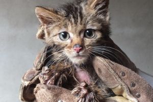 Un pui de pisică sălbatică, noul locatar al Zoo Oradea. În timp ce vizitatorii se tem că e hrană pentru tigri, ADP dă asigurări că e bine îngrijit (FOTO)