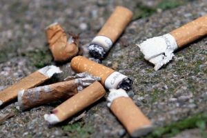 Mucurile de ţigară distrug plantele