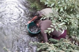 Apele de munte ale Țării Făgăraşului, repopulate cu 5.000 de puieţi de păstrăv