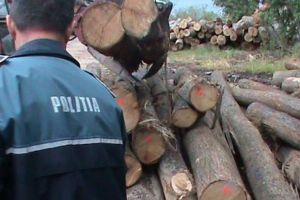 EXCLUSIV. Pădurari reţinuţi la Satu Mare. Au fost săltaţi de Poliţie