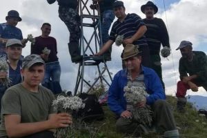 Flori-de-colţ protejate de lege, culese fără număr de săteni din zona Ostra-Stulpicani