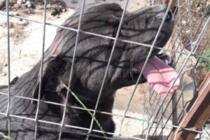 Câinele care a ucis un bărbat era un metis Cane Corso şi nu era înregistrat de proprietari