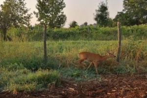 Braconieri capturaţi la Popeşti, căprioară găsită în curtea suspecţilor!