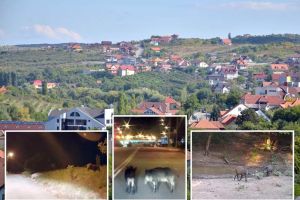 S-a „porcit” oraşul: Mistreţii dau iama în gospodăriile de pe dealurile Oradiei, punând în pericol proprietarii (FOTO)