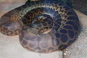 Un bărbat din Pojorâta a ajuns în şoc anafilactic la spital, după ce a fost muşcat de o ...