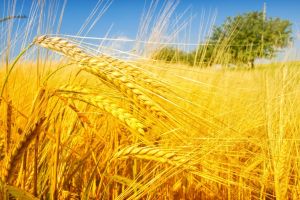 Prelungirea termenului de depunere a chestionarului referitor la Planul Naţional Strategic (PNS) în contextul Politicii Agricole Comune (PAC) 2021-2027