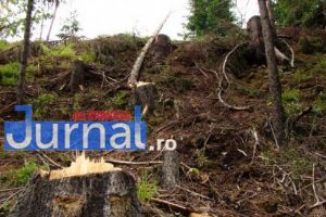 Prinşi în flagrant în timp ce tăiau pădurea altora